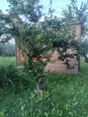 Коллективный сад номер 7, участок 58 в Орехово-Зуево - orekhovo-zuevo.yutvil.ru - фото 28