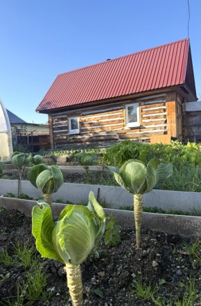 СНТ Дорожник, 97 в Орехово-Зуево - orekhovo-zuevo.yutvil.ru - фото 19